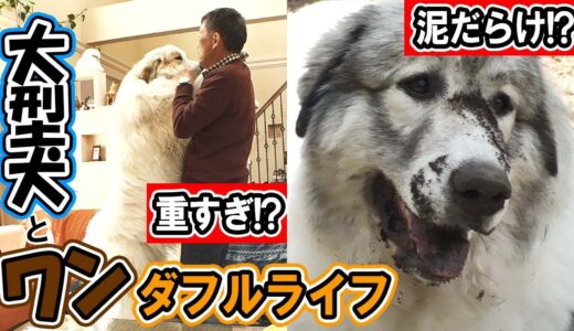 【再生回数2000万回！】大型犬が3匹！はちゃめちゃワンダフルライフ！