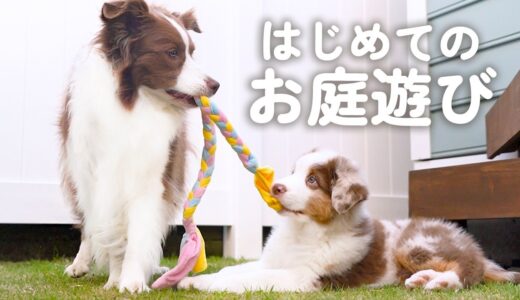 出会って1週間とは思えないほど仲良しな先住犬と生後２ヶ月の子犬【はじめてのお庭遊び】