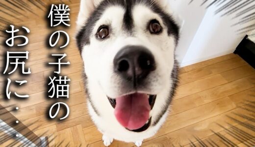 うんちがついた猫のお尻をくんくんしたら犬がこうなりました...笑