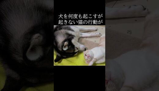 全く起きない犬を何度も起こす猫がかわいい...