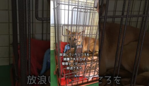 保健所って犬を殺す場所ですか？#保護犬 #殺処分ゼロを目指して