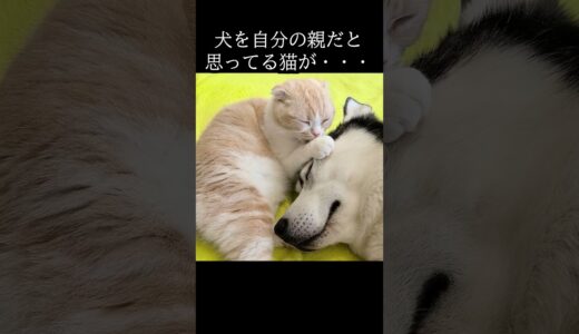 犬を自分の親だと思ってる猫がこちら...#猫