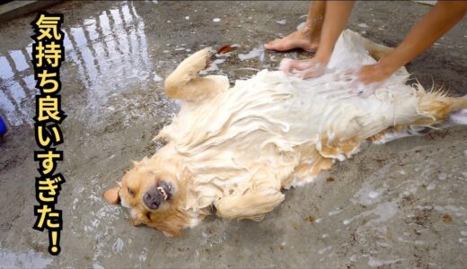 お風呂が好きすぎて自分で入った犬・こんなに洗いやすい犬を見たことがありますか。