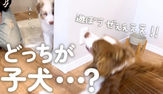 必死に子犬を遊びに誘ったらドン引きされてしまったボーダーコリー(笑)