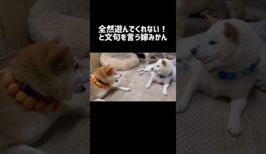 文句タラタラな嫁犬みかんが可愛いw #shorts #柴犬 #柴犬みかんとq太郎