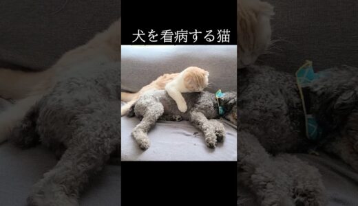 犬を看病する猫...#猫 #shorts