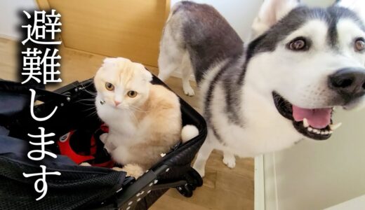 突然地震が来たので急いで猫と犬を連れて避難しました。