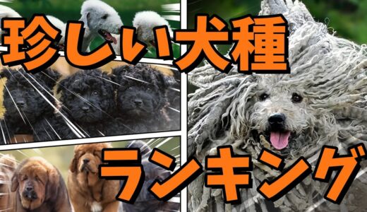 希少!!世界の珍しい犬種ランキング