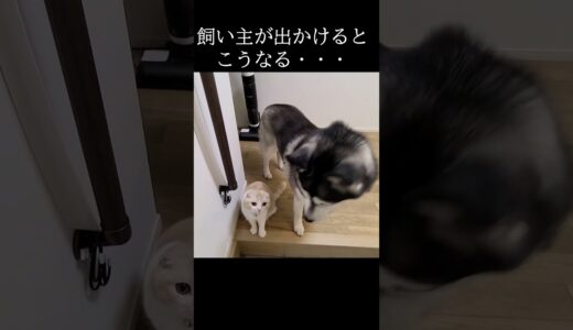 飼い主が出かけるといつもこうなる猫と犬…#猫 #shorts