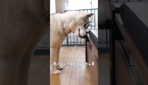 アレクサから変な鳴き声が聞こえてきたら・・・【ハスキー兄弟】#犬 #shorts