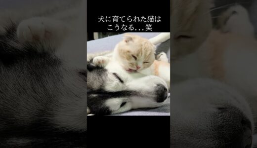 犬に育てられた猫はこうなる…#猫 #shorts