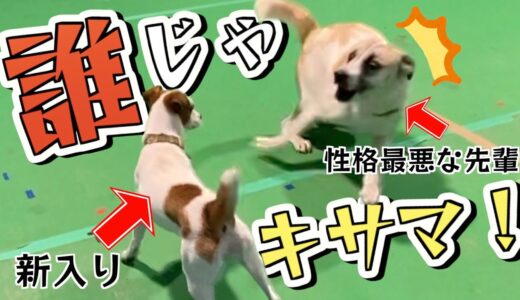 お迎えした子犬を先住犬（元保護犬）に会わせたんだけど…相性悪すぎて草