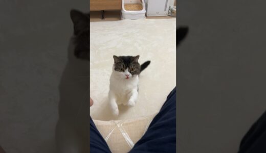 呼んだら犬みたいに駆け寄ってくる猫