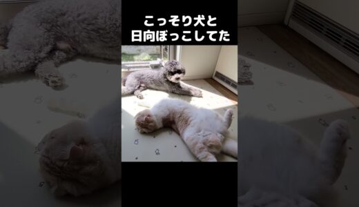 こっそり犬と日向ぼっこしてたのを見られた瞬間の猫が…#猫 #shorts