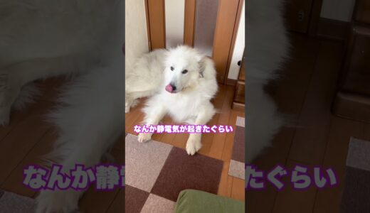 寝癖で想像以上にボッサボサな超大型犬が可愛い？ #shotrs