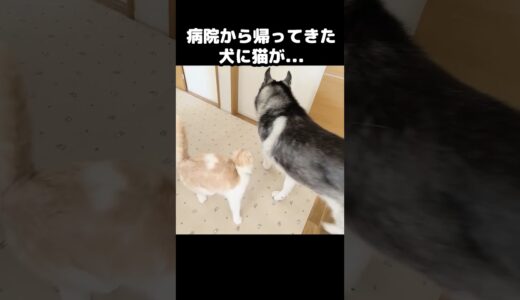 病院から帰宅した犬に猫が...#shorts