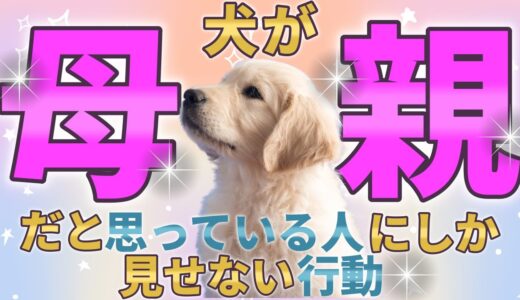 犬が母親だと思っている人にしか見せない行動6選