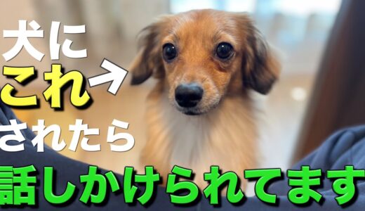 犬は話しかける時だけこの行動をします。