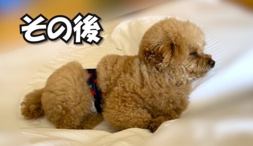 犬に噛まれてしまったぽんちゃんのその後の様子【旅２日目】