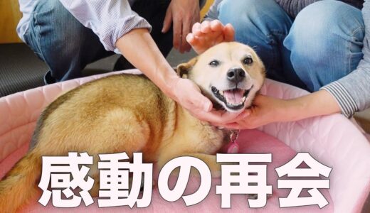 3日ぶりにパパとママに再会した雑種犬コロちゃんの反応がこちらです。