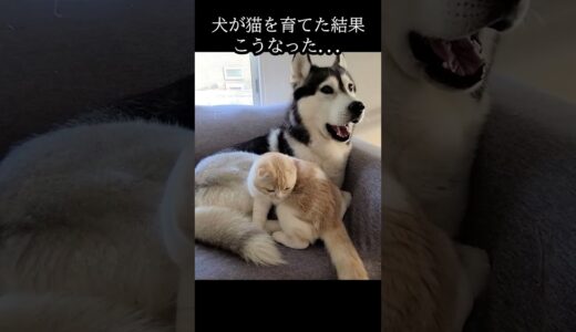 犬が猫を育てた結果こうなった...#猫 #shots