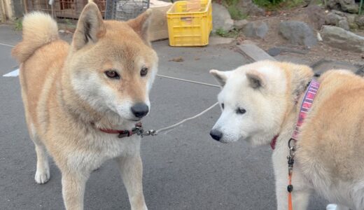 【唯一心を許した犬友】会うと嬉しくて尻尾フリフリしちゃう乙女な柴犬が鬼可愛い