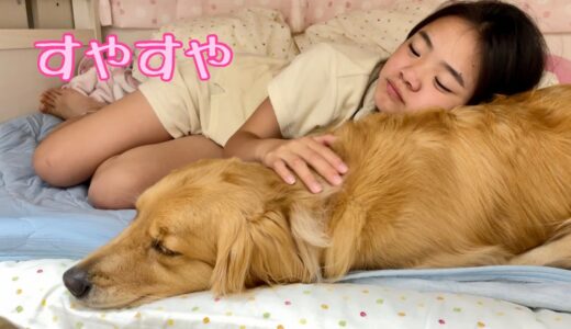 姉のベッドで姉よりもくつろぐ大型犬クッキー【ゴールデンレトリバーとミニチュアダックスフンド】