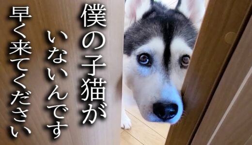 最愛の子猫が家出したと思い必死で探すハスキー犬がこちらです