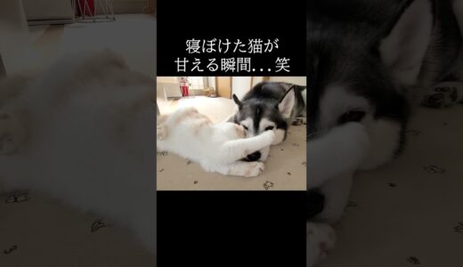 寝ぼけた猫が犬に甘える瞬間がこちら。笑 #猫 #shorts