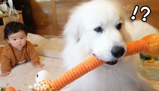 【ついに！】妹が初めて自分を追いかけてきたら超大型犬はこうなりましたw｜グレートピレニーズ