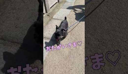 引っ張っていってくれる犬 【関西弁でしゃべる犬】#433 dog to pull 【Dog talking 】 #shorts