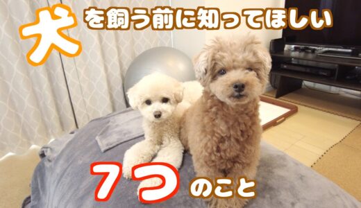 犬を飼う前に知って欲しい7つの事〜わんちゃんのケアについて〜