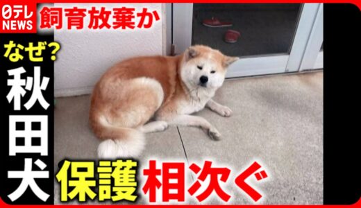 【秋田犬】捨てられた…？相次ぐ保護  対策と原因は　徳島　NNNセレクション