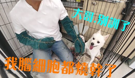 歷代級聰明程度的珍島犬，即使在雞賊，也被訓犬師算計到骨子裡