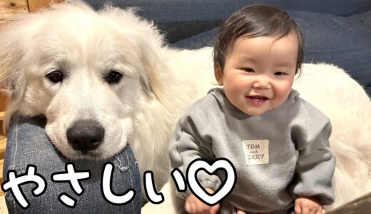 【優しい】爆睡していたのに妹が泣き始めると秒で飛び起きる超大型犬｜グレートピレニーズ