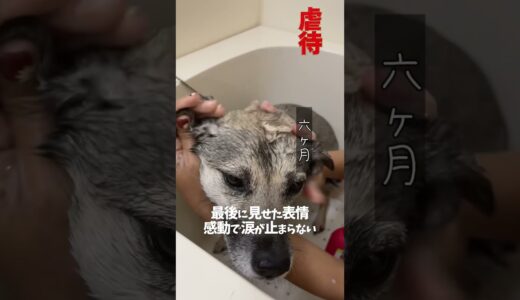 風呂場で虐待された犬の1年6ヶ月「心開く瞬間」最後の表情に号泣#shorts