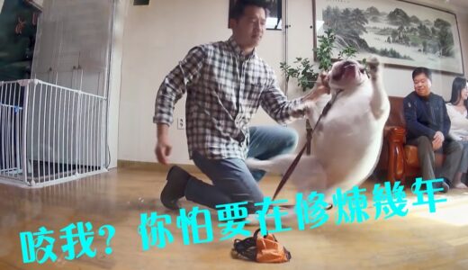 鬥牛犬想襲擊訓犬師，竟被訓犬師先下手為強，狗狗的心裡所想被訓犬師成功拿捏！