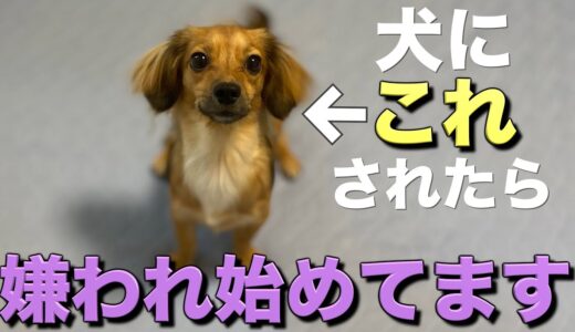 犬は嫌いになり始めるとこの行動をします。