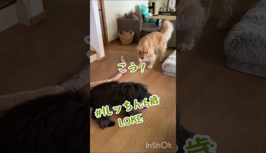 犬にヘッドバンキングを教わる犬