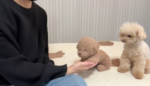 嫉妬深い犬の前でぬいぐるみを可愛がった結果...【トイプードル】