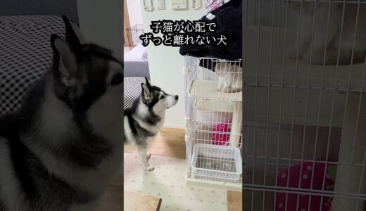 子猫が心配でそばを離れない犬に感動...#shorts