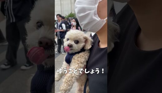 人の多さにビックリする犬 【関西弁でしゃべる犬】#436 A dog surprised by the number of people 【Dog talking 】 #shorts#twice