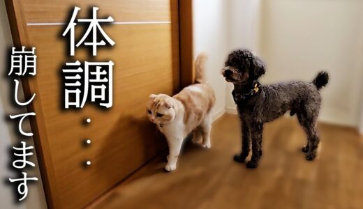 体調不良でトイレで倒れてないか心配して猫と犬がこうなってました…