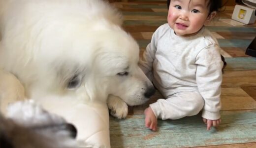 妹の好奇心は黙って受けとめる超大型犬がイケメンすぎたw