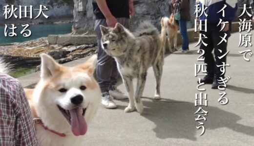 秋田犬ともぐら家族　はる、大海原で出会うイケメンすぎる２匹の秋田犬