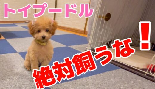 【2023年】トイプードル絶対飼うな！飼って後悔 大変の事13選