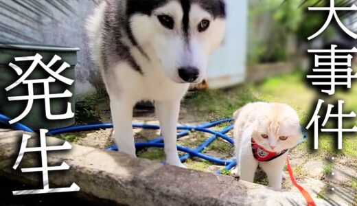 大好きなぬいぐるみを洗って外に干したら子猫と犬の行動が...