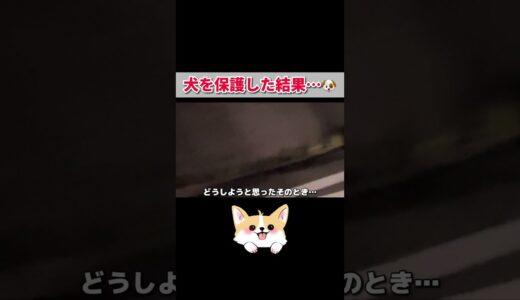 道路で必死に走ってた迷子犬を保護した結果… #shorts