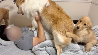 パパが起きるのが遅いと荒ぶる犬と真似する子犬【ボーダーコリー】