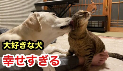 大好きな犬と一緒にいると幸せな表情でトロけそうになる猫